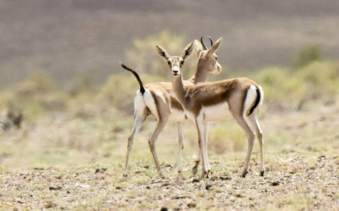 卡拉麥裏有蹄類自然保護區