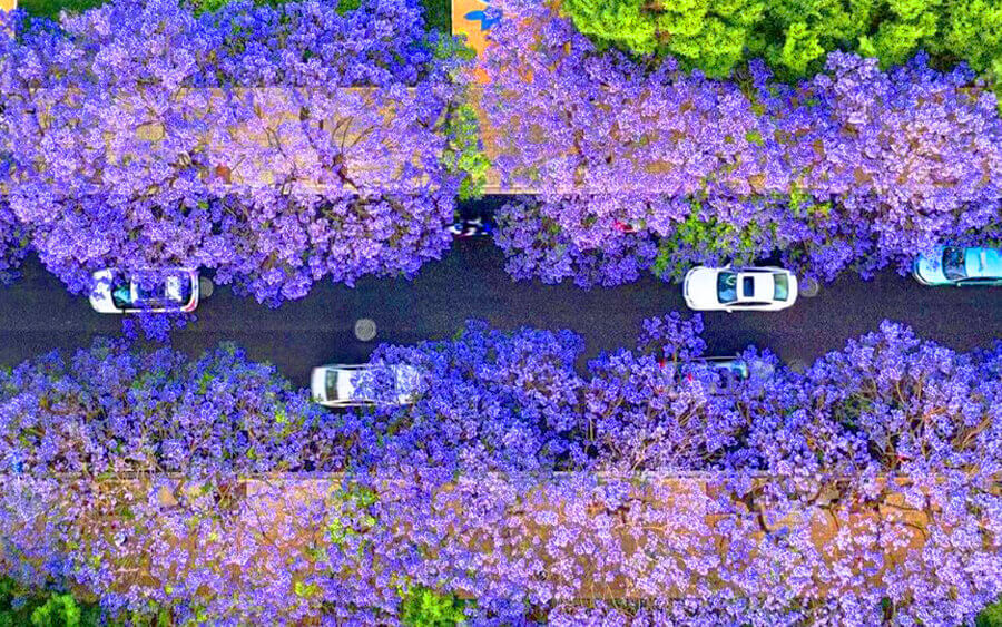 夢幻藍花楹｜大理．香格里拉．瀘沽湖．麗江10日自由行