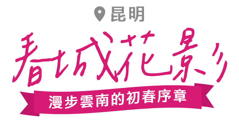 季節限定~紫色夢幻藍花楹 .大理古城.香格里拉.瀘沽湖女兒國.麗江玉龍雪山商務自由行10日
