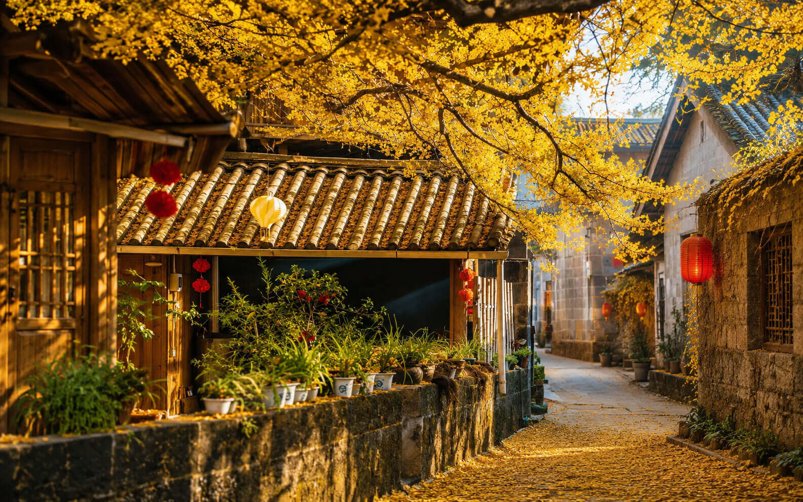 騰衝金色銀杏村