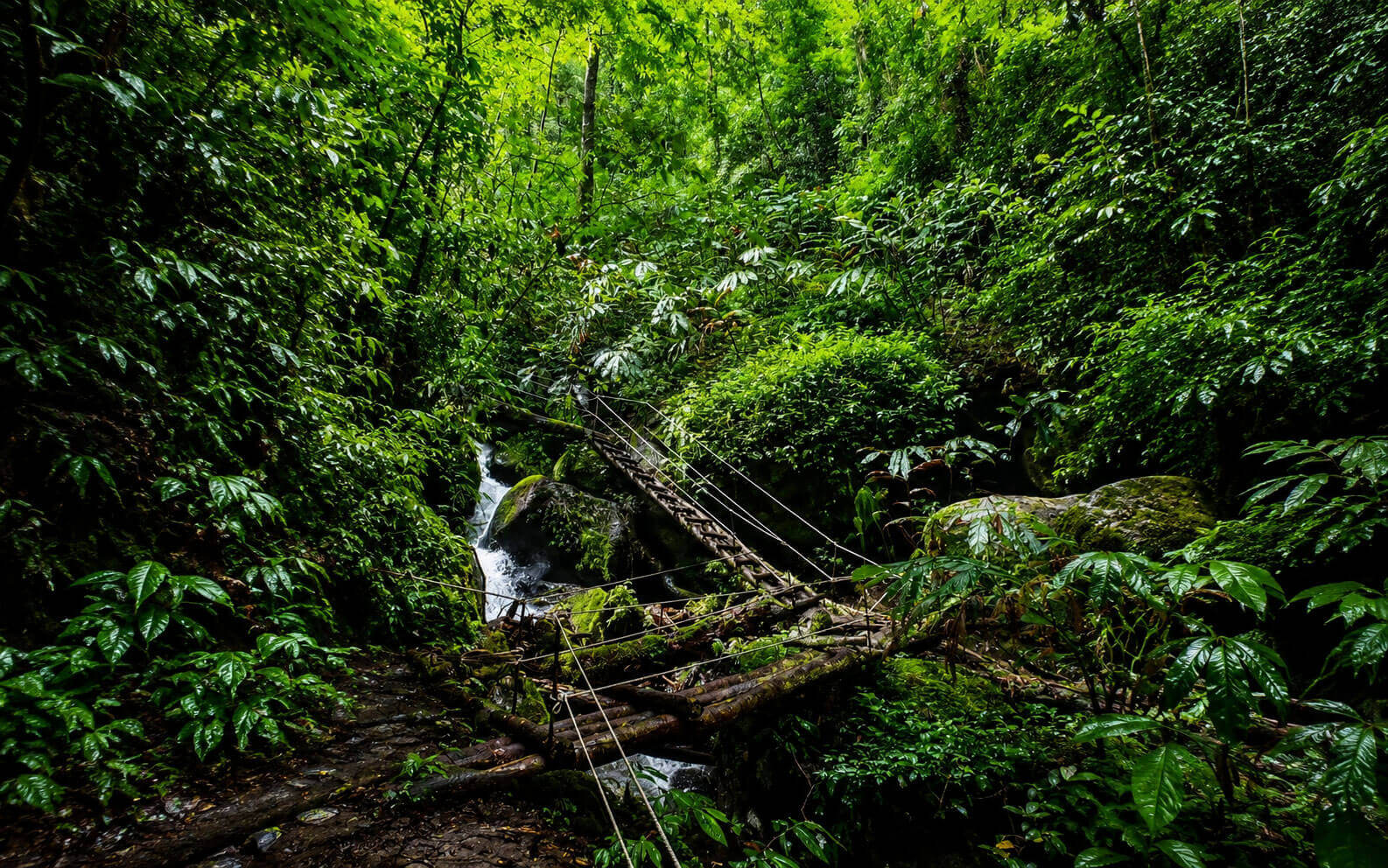 高黎貢山原始森林